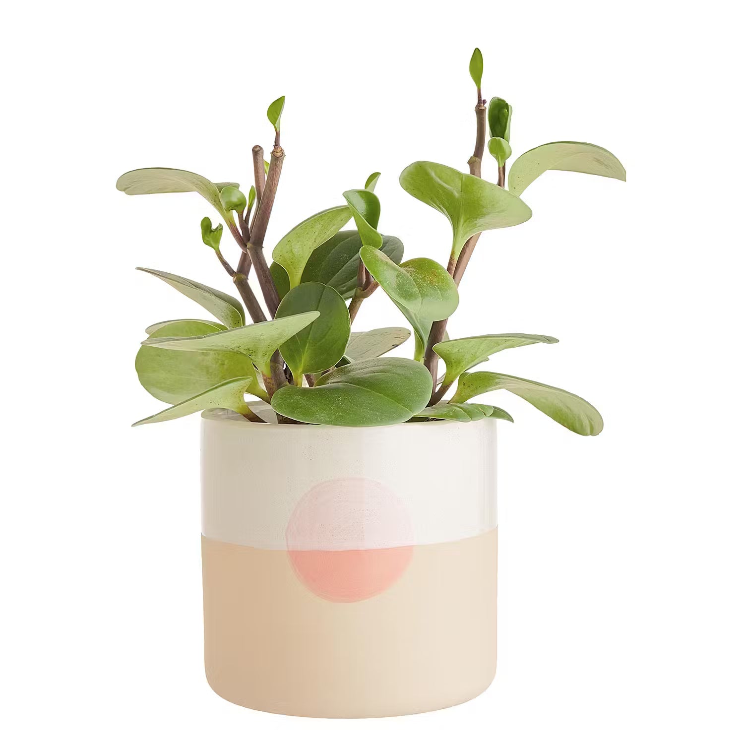 SUNSET Flower Pot