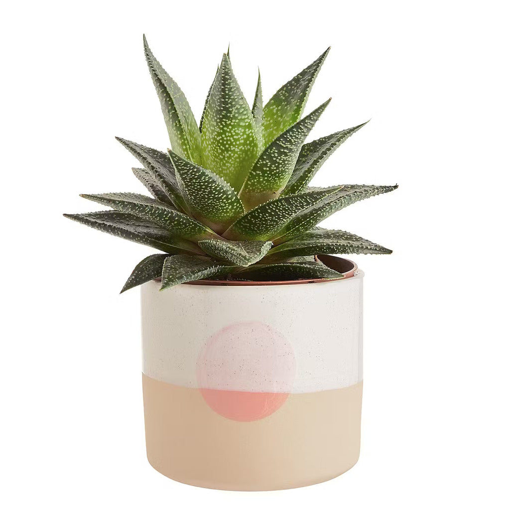 SUNSET Flower Pot