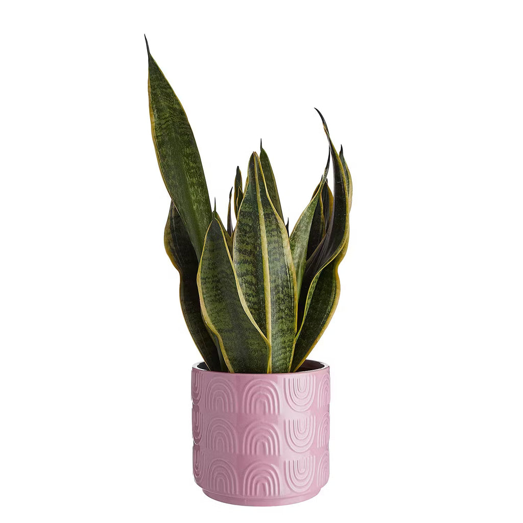 RAINBOW Planter